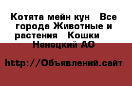 Котята мейн кун - Все города Животные и растения » Кошки   . Ненецкий АО